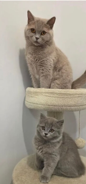 British shorthair