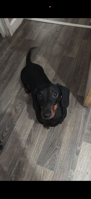 Male dashound number in description