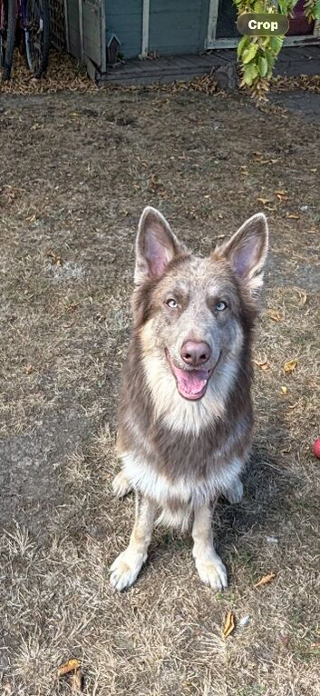 Isabella & tan German shepherd female