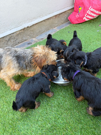 Yorkshire terrier puppies