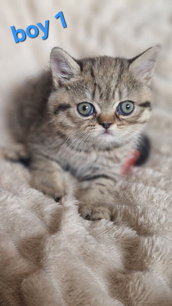 4 beautiful exotic x kittens