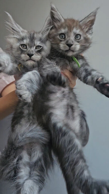 TICA Registered Maine Coon Kittens.