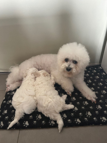 Bichon Frise Puppies