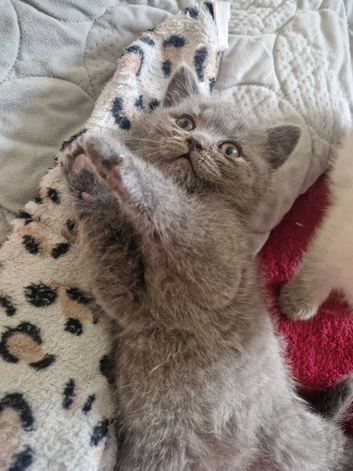British shorthair kittens ready now