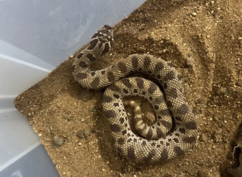 1 and half year old female hognose snake