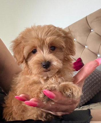 BEAUTIFUL KOREAN MALTIPOO GIRL. EXTRA MINI!!