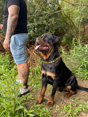 Roman chunky Rottweiler