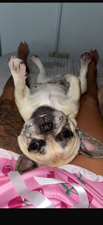 Frenchies For Rehome