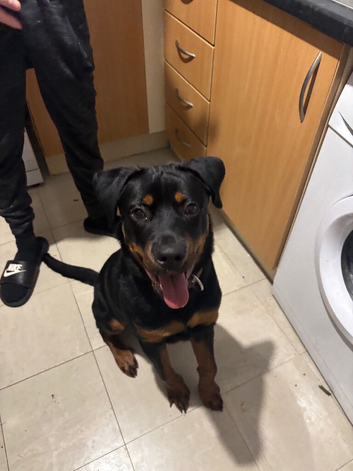 30 week Rottweiler