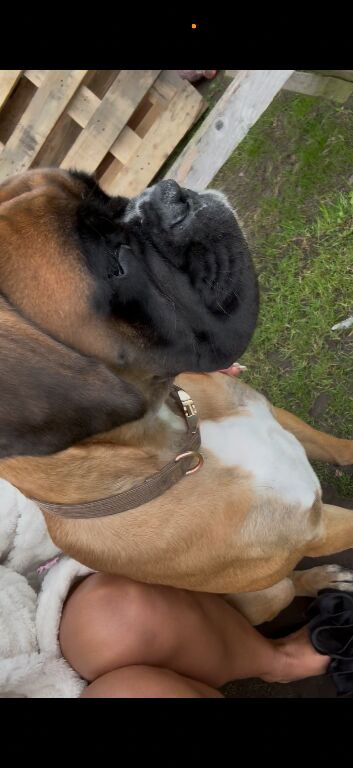 Kc boxer girl 14 month