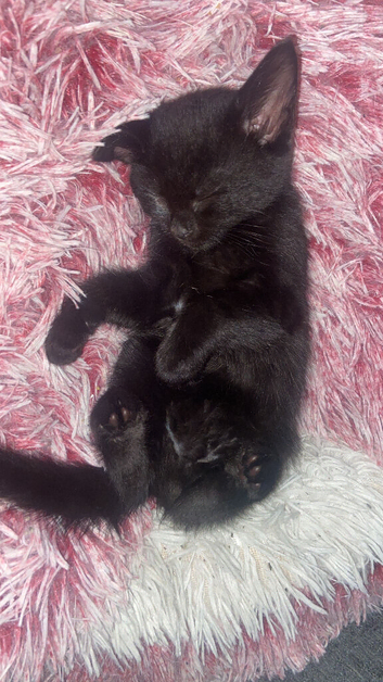 Kittens