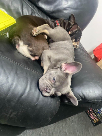 French Bulldog Puppy