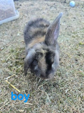 Ready Now Mini lop X Angora Bunnies