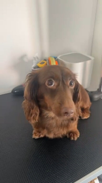 KC mini dachshund long hair girl
