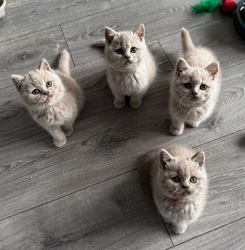 Beautiful British Shorthaired Kittens