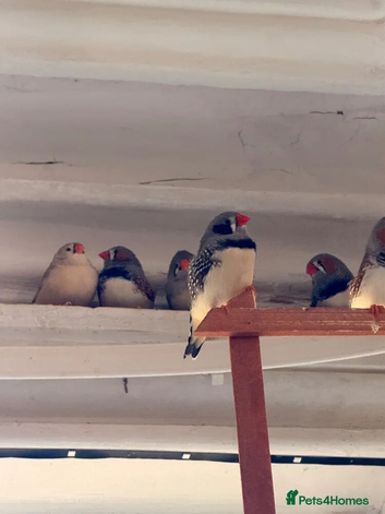 Finches to buy