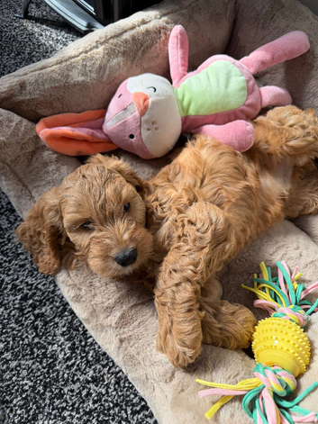 cockapoo boy Alfie