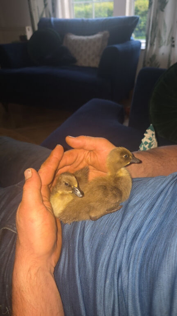 2 ducklings at 2 weeks old looking for new home