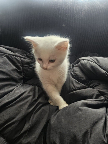 Beautiful white British short-hair kitten