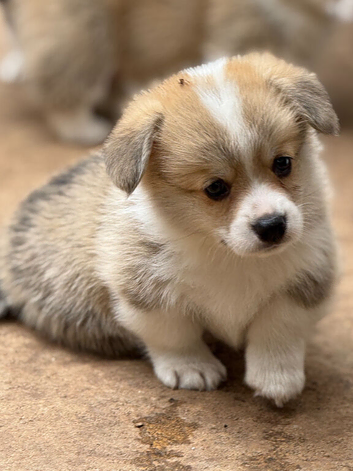 Champion Sired Corgi pembroke puppies available
