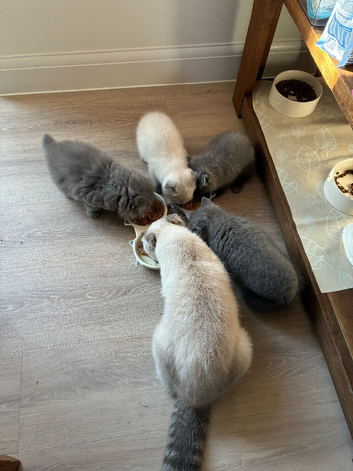 Scottish fold kittens