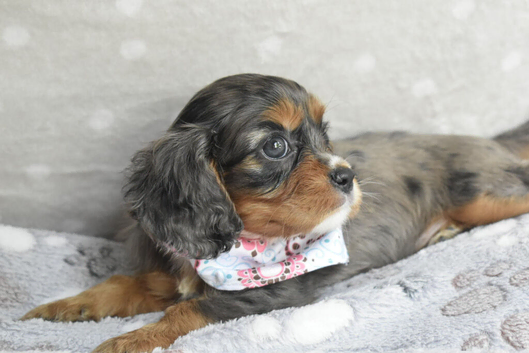 Health Tested Cavapoo Puppies