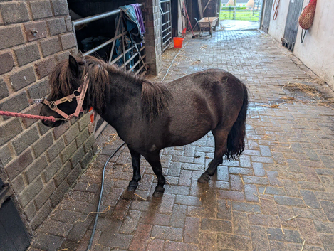 Registered miniature Shetland mare