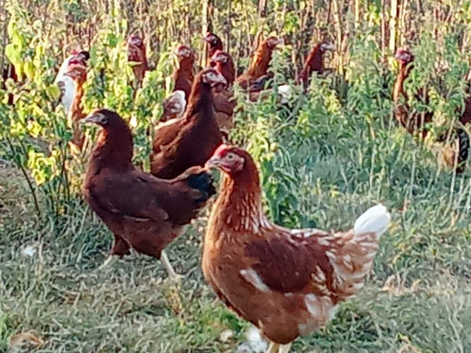 Lohmann Brown Hybrid pullets POL