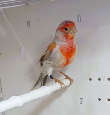 2 x Greywing red mosaic canaries