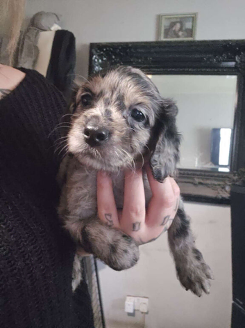 Beautiful merle sprockerpoo
