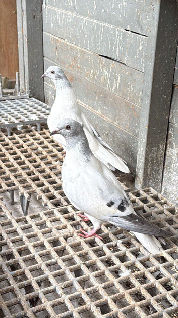 AFGHAN PIGEONS