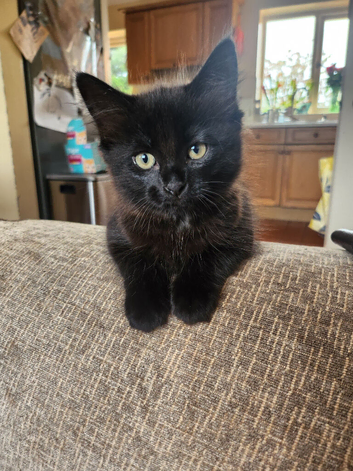 2 Black Female Kittens