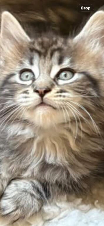 3. Stunning  male. Mainecoon kittens