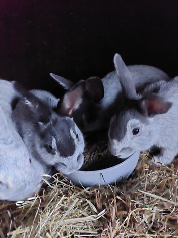 Argente Bleu & Noir buck and doe babies for sale