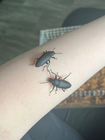 Zophobas morio (Morio darkling beetles)