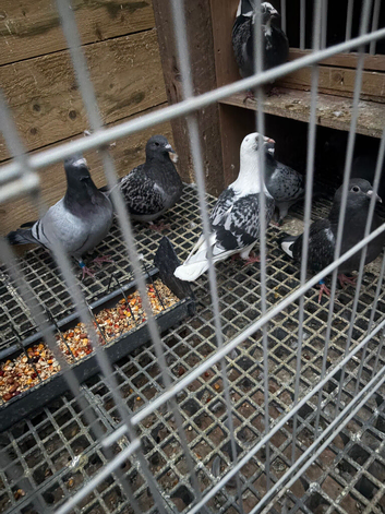 Racing pigeons in Cumbernauld