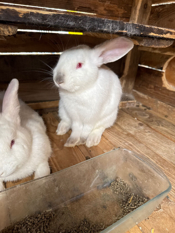 12weeks Old California rabbits