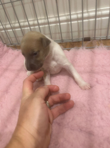 Beautiful pedigree whippet puppies