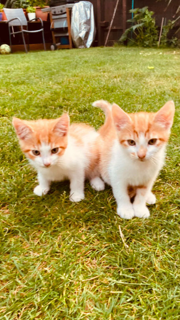 6 kittens for sale