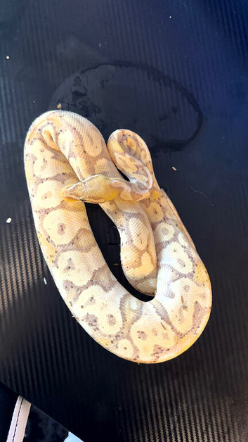 3 Ball pythons