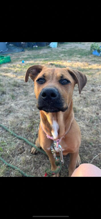 Rottweiler/mastiff puppy looking for a loving home