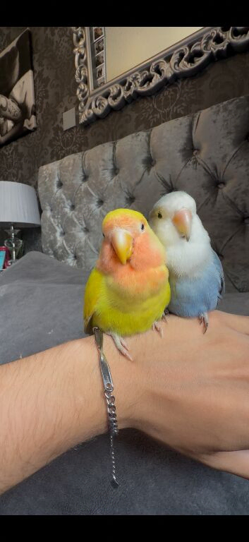 Female hand fed tame love bird