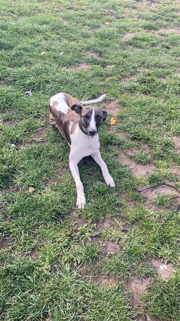 Whippet needing a home