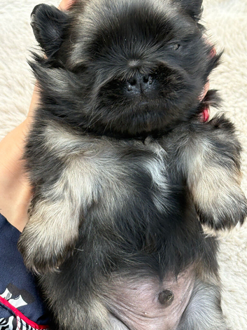 Outstanding Pekingese puppies