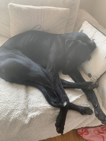 1year old lurcher male