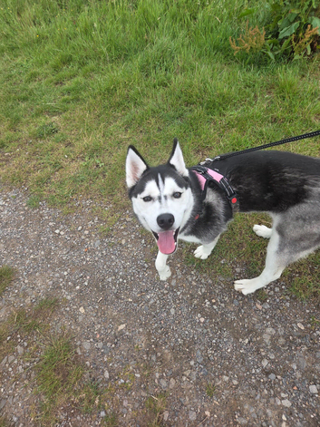 Siberian husky for sale
