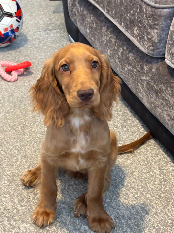 Cocker spaniel