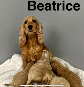 Puppies ready to leave from 3rd July