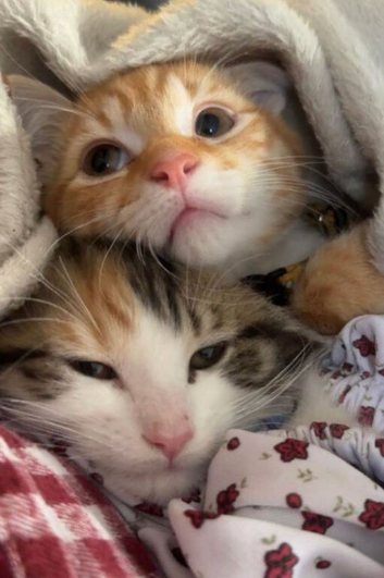 Siblings