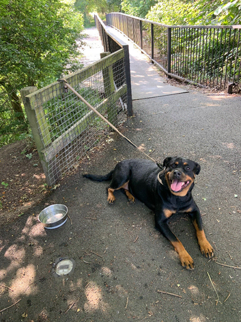 3yr old Rottie Female needing a new home